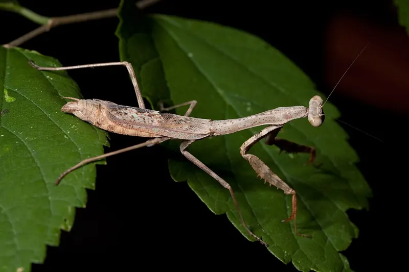 A grey-brown adult female Carolina mantis on a green leaf