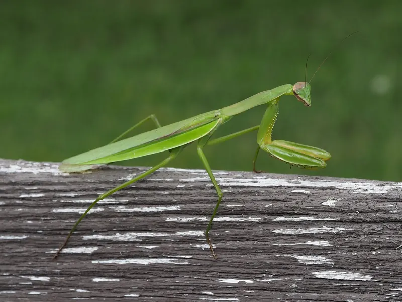 A green Chinese mantis walking along the top of a weathered wooden fence
