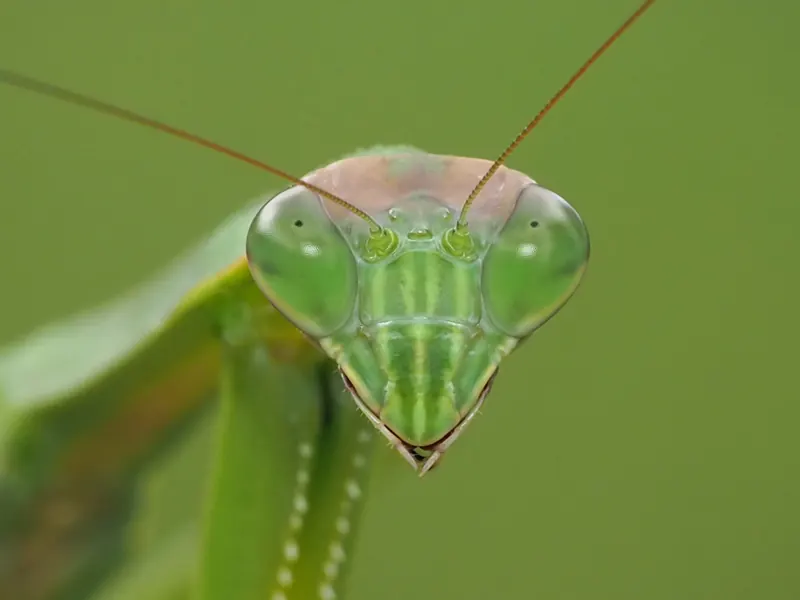The triangular green face of a Chinese mantis, with two big eyes and long antennae
