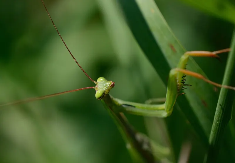 A green male European mantis standing on a leaf, front legs folded