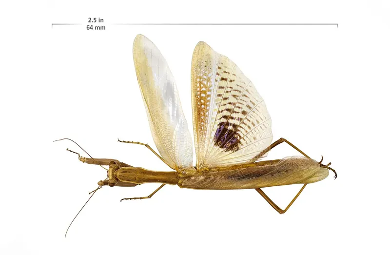 A museum specimen of a Mediterranean mantis with its wings spread, showing a large eyespot on each hind wing, beside a scale bar
