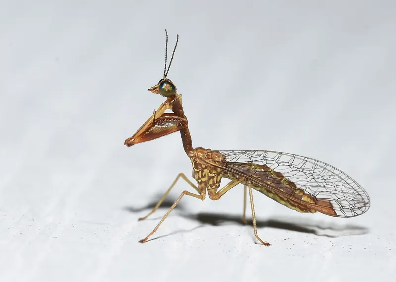 A mantis fly with clear, veined wings and grabbing front legs on a pale background