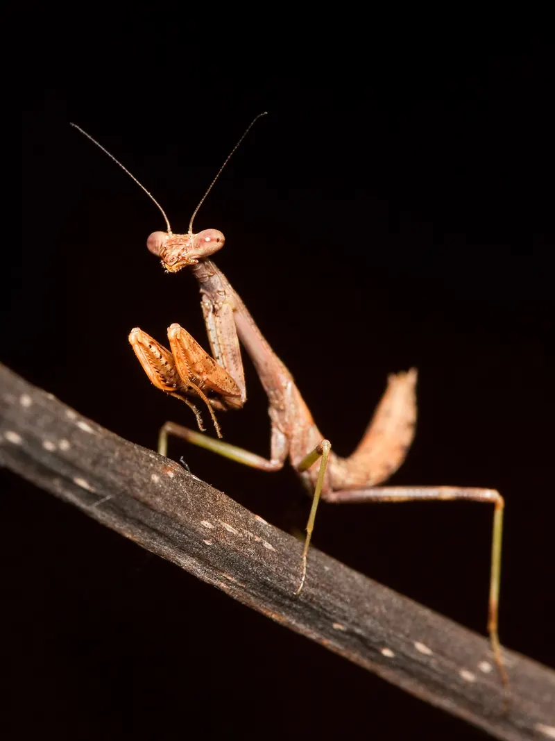 A young brown Carolina mantis without wings, standing on a twig against a dark background