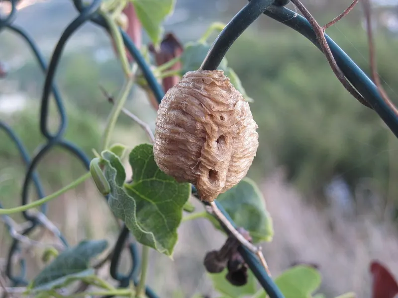 A rounded, ridged, pale brown mantis egg case attached to a wire fence among ivy leaves
